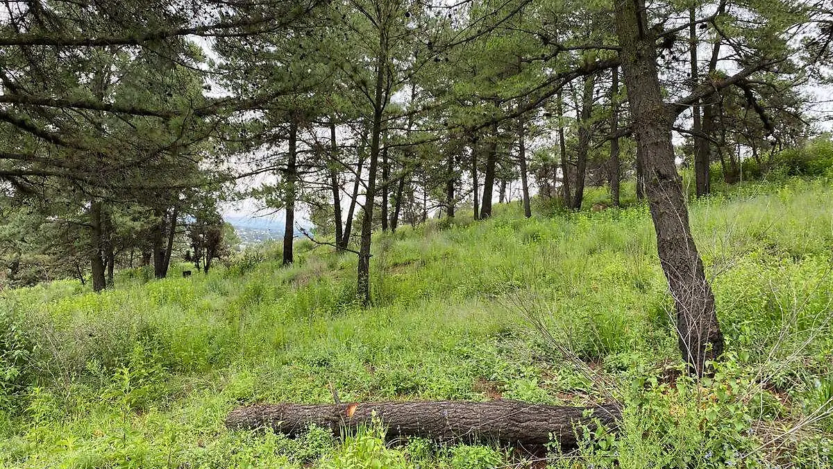 tala de arboles en el cerro zapotecas